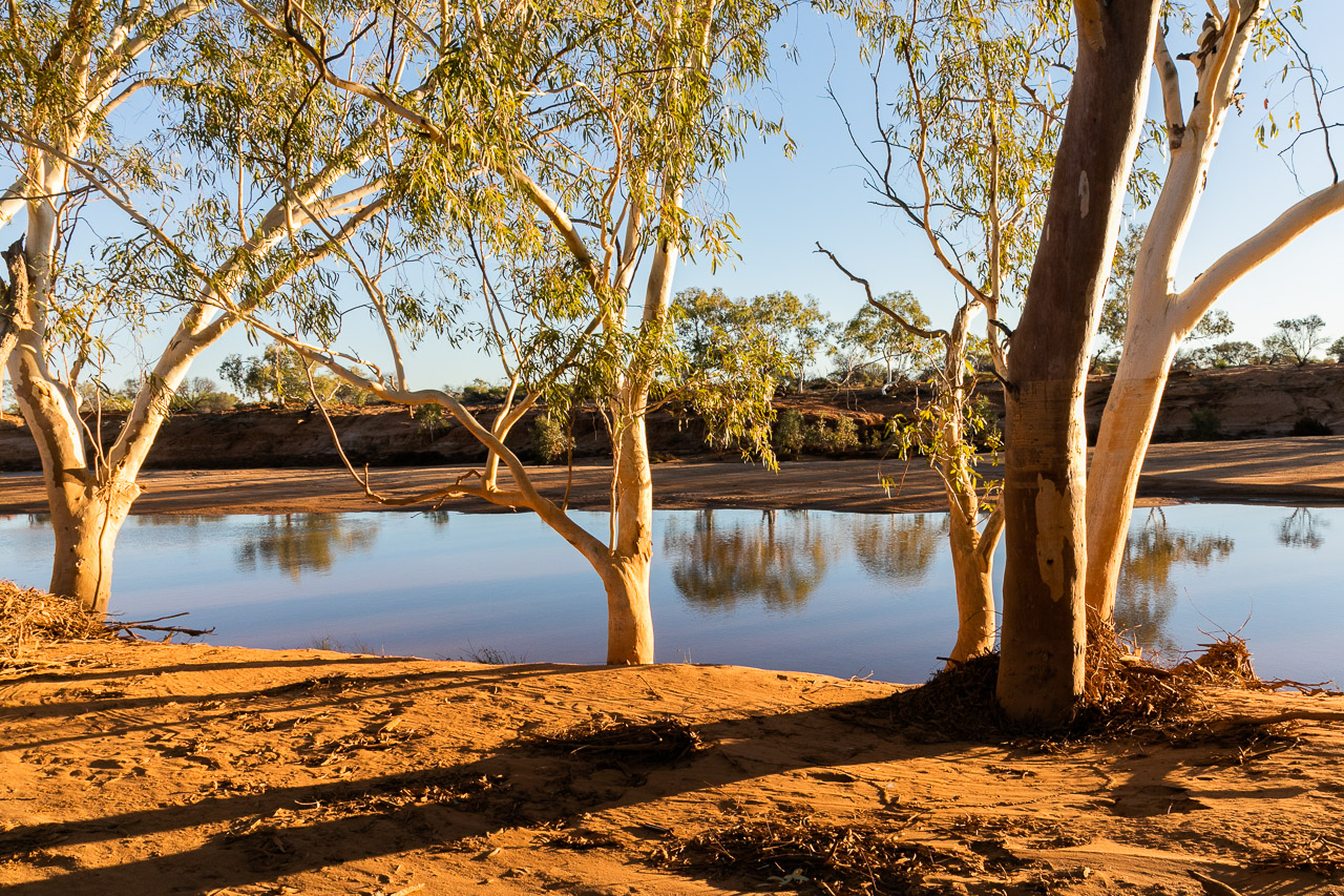 The river gums with their white trunks beside the Murchison River