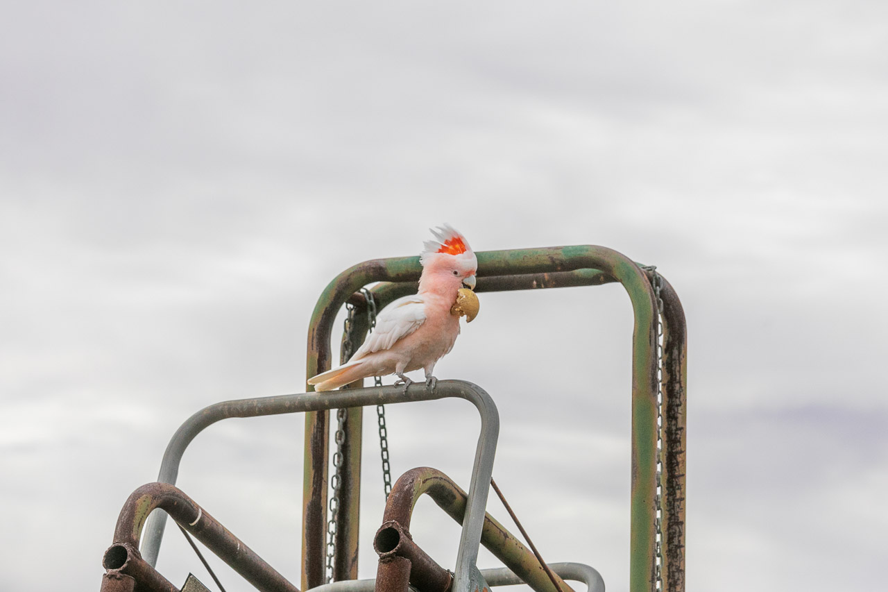 Major Mitchell's (Pink) Cockatoo at Wooleen Station