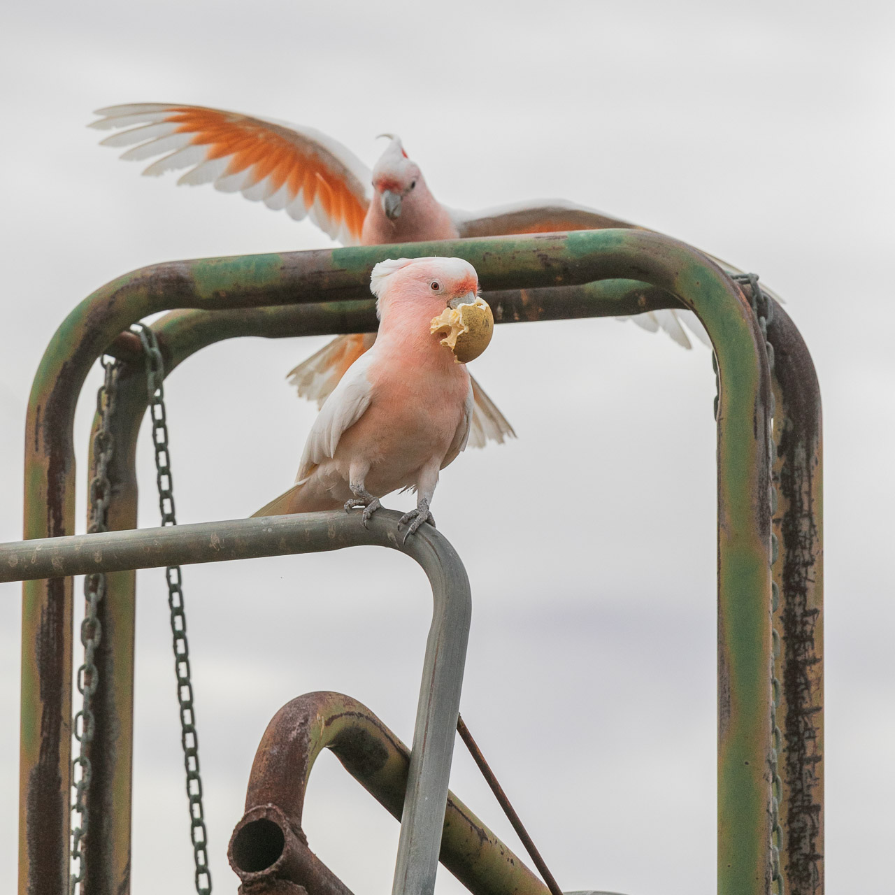 Two Major Mitchell's (Pink) Cockatoos at Wooleen Station, Western Australia