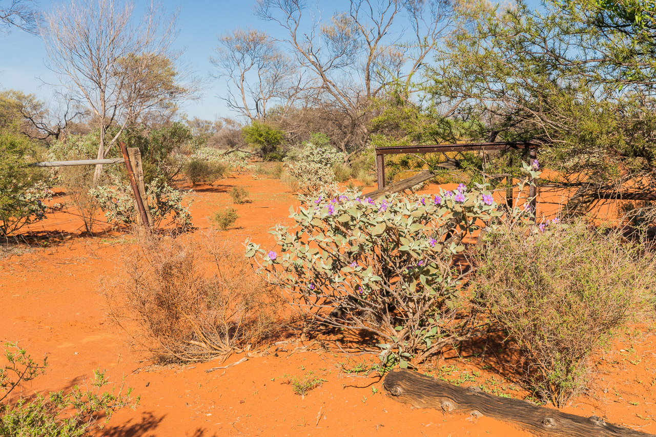 Native flora and old fences at Carey Downs Station in WA
