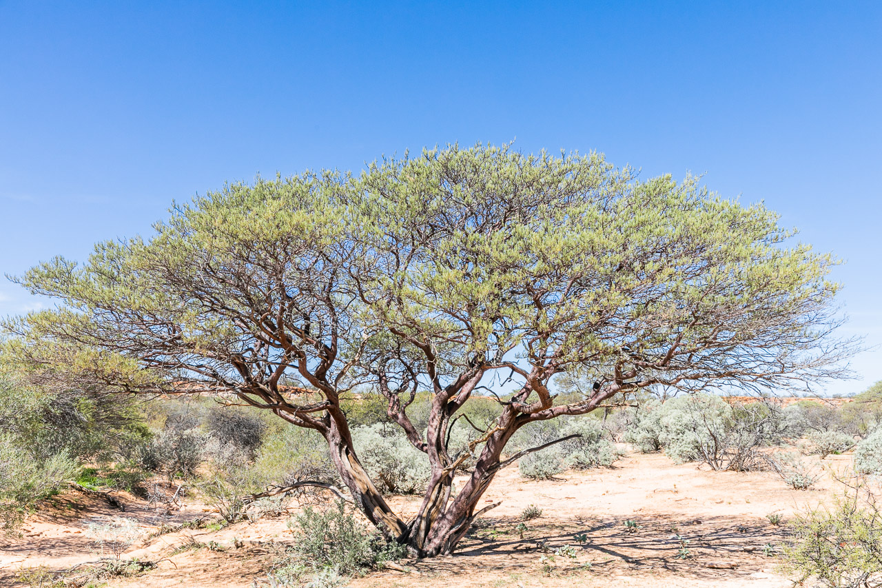 The miniritchie or red mulga tree at Carey Downs Station