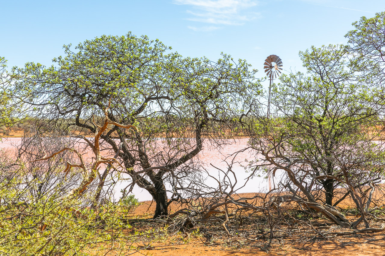 Windmill and pink lake through the trees on Carey Downs Station