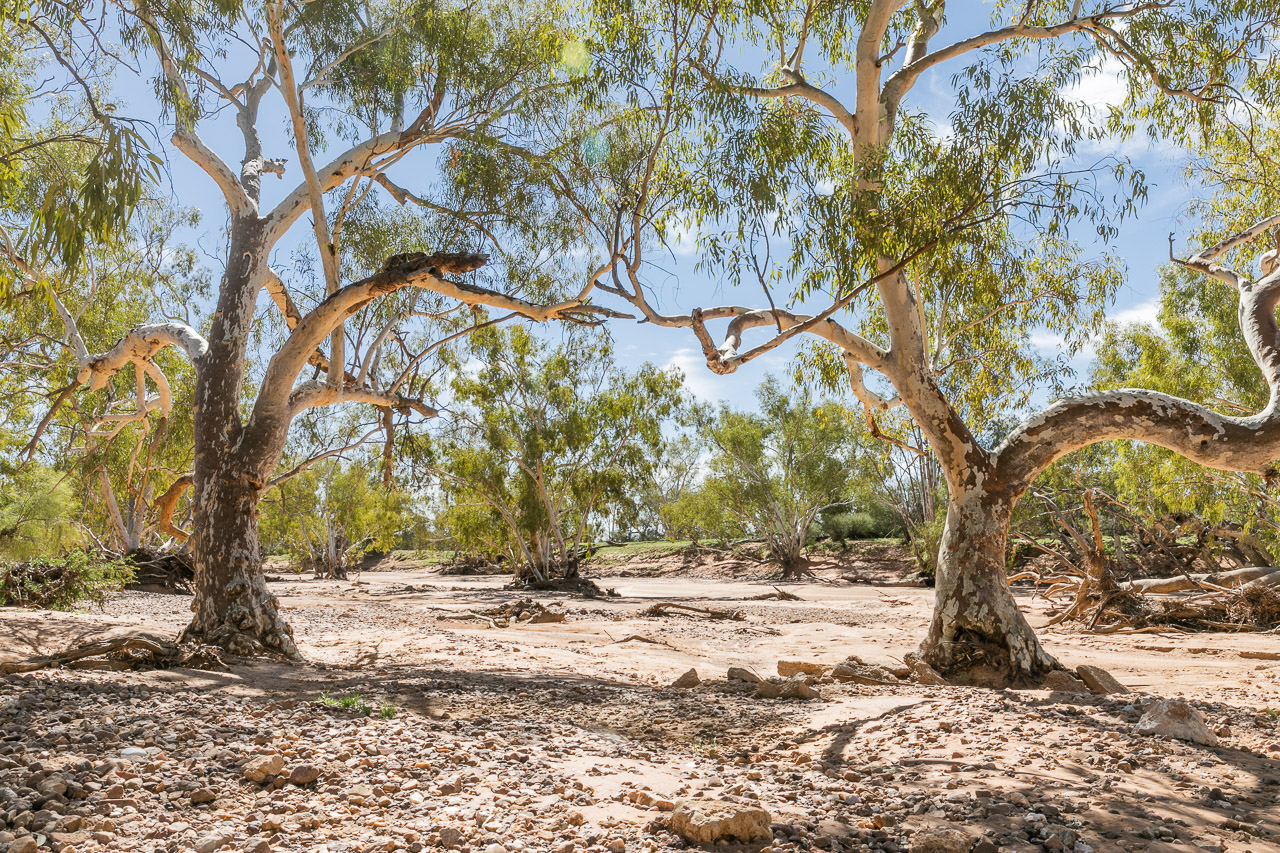 The dry Wooramel River bed at Carey Downs Station