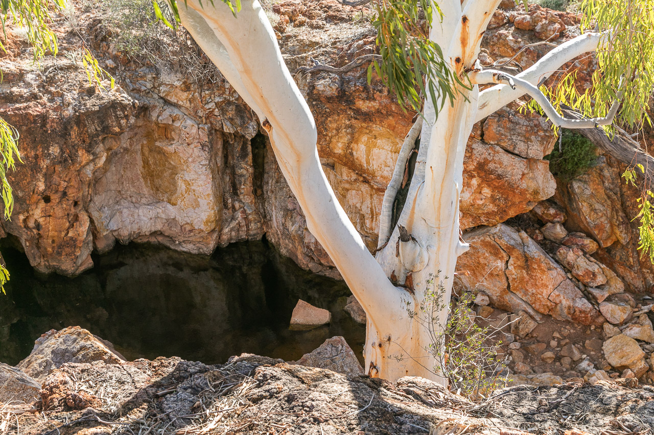River gums and a waterhole at Carey Downs Station