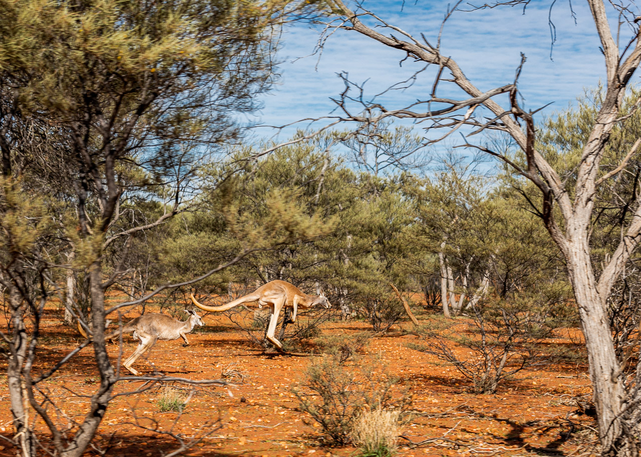 Kangaroos bounding through the bush in the outback