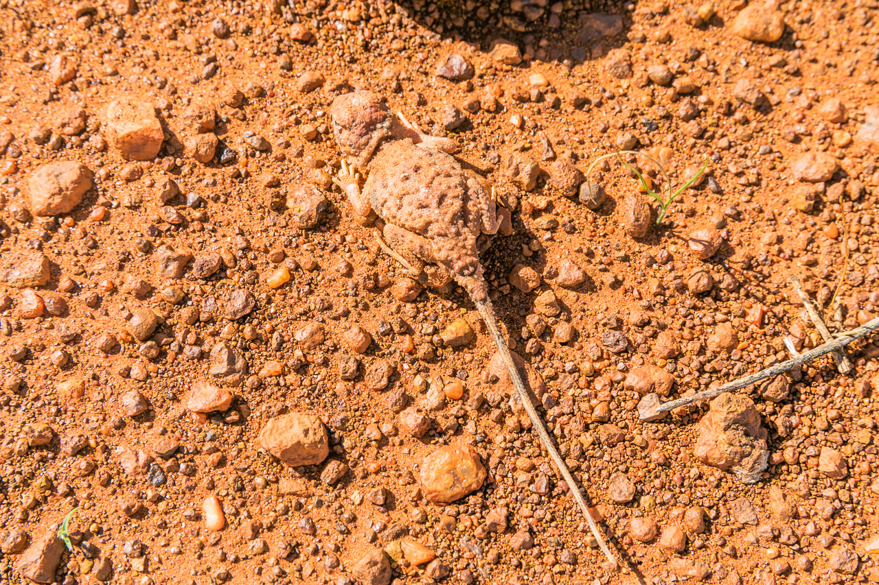 A hard-to-spot Gravel Dragon (Cryptogama aurita)