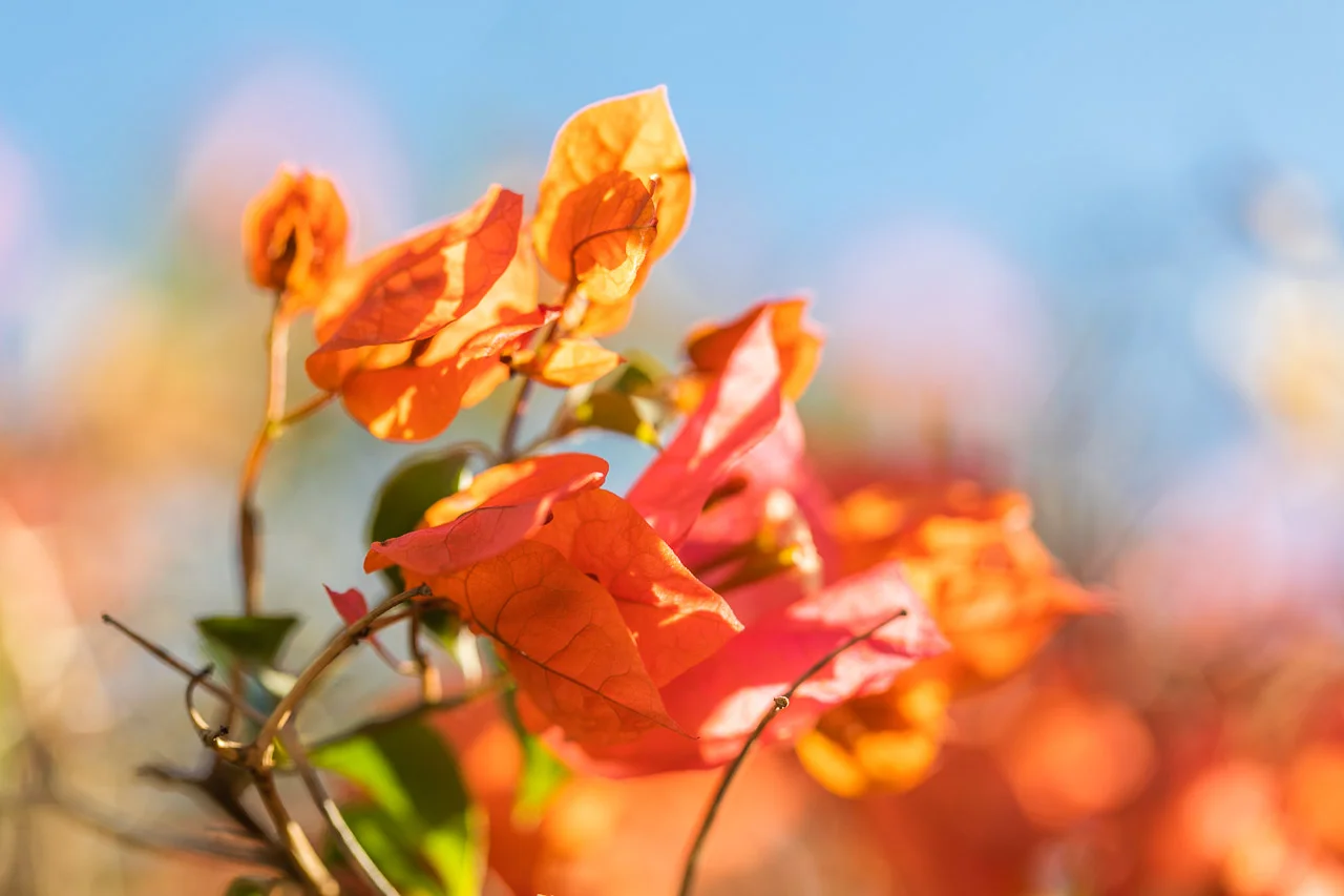 The vibrant foliage of the bougainvillea around Carnarvon