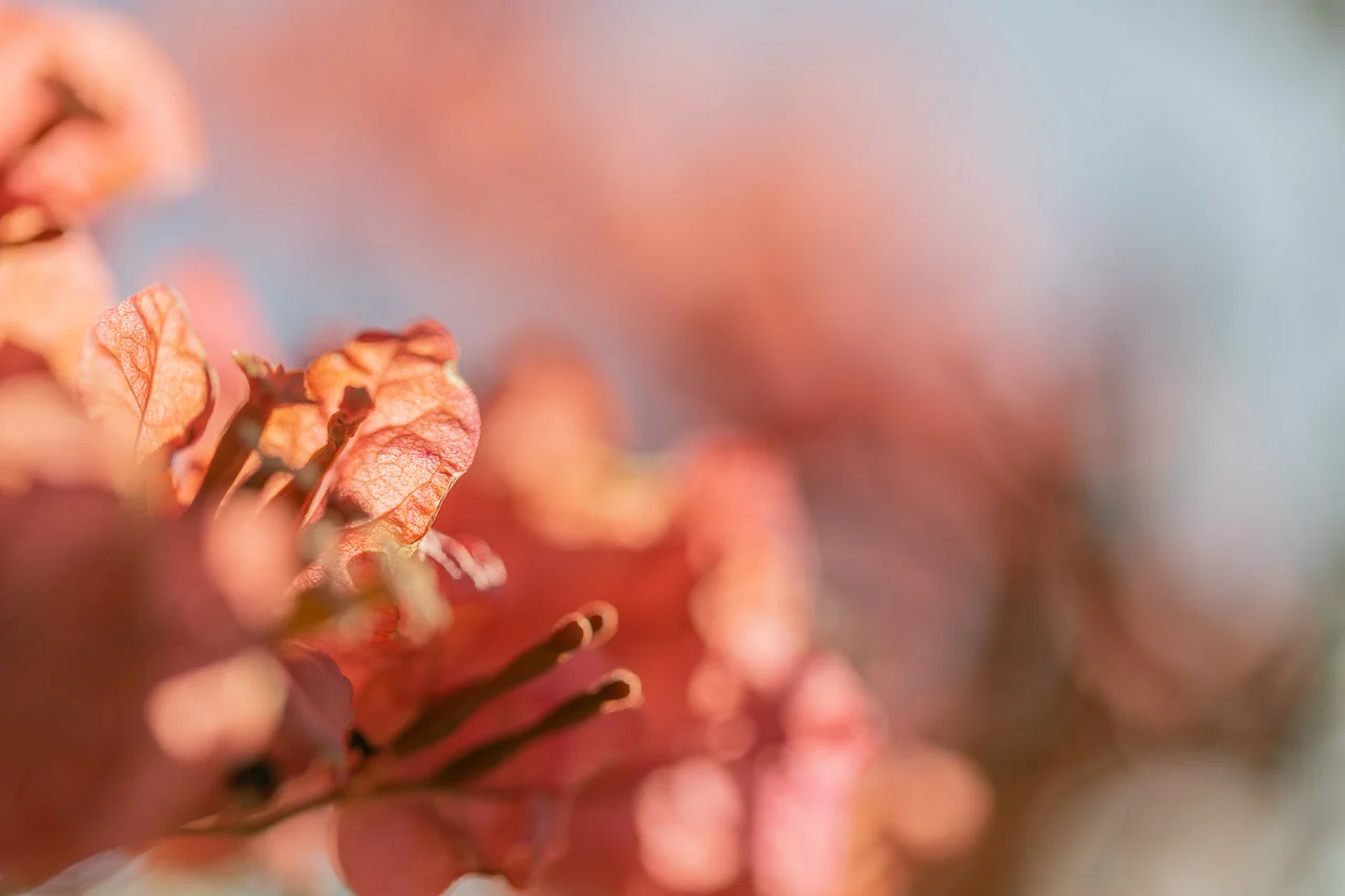 Macro close-up of a bougainvillea