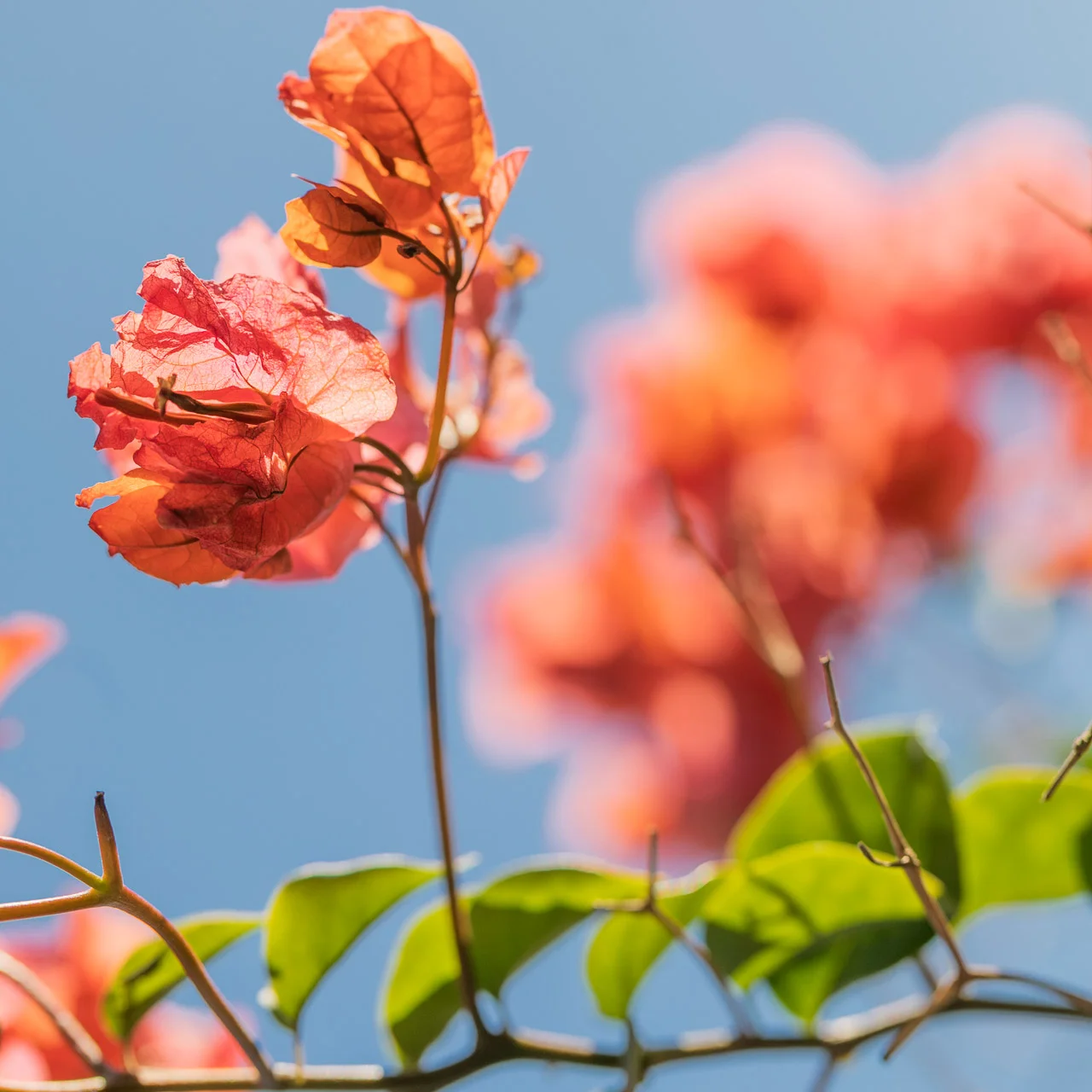 The vibrant foliage of the bougainvillea seen all around Carnarvon in WA