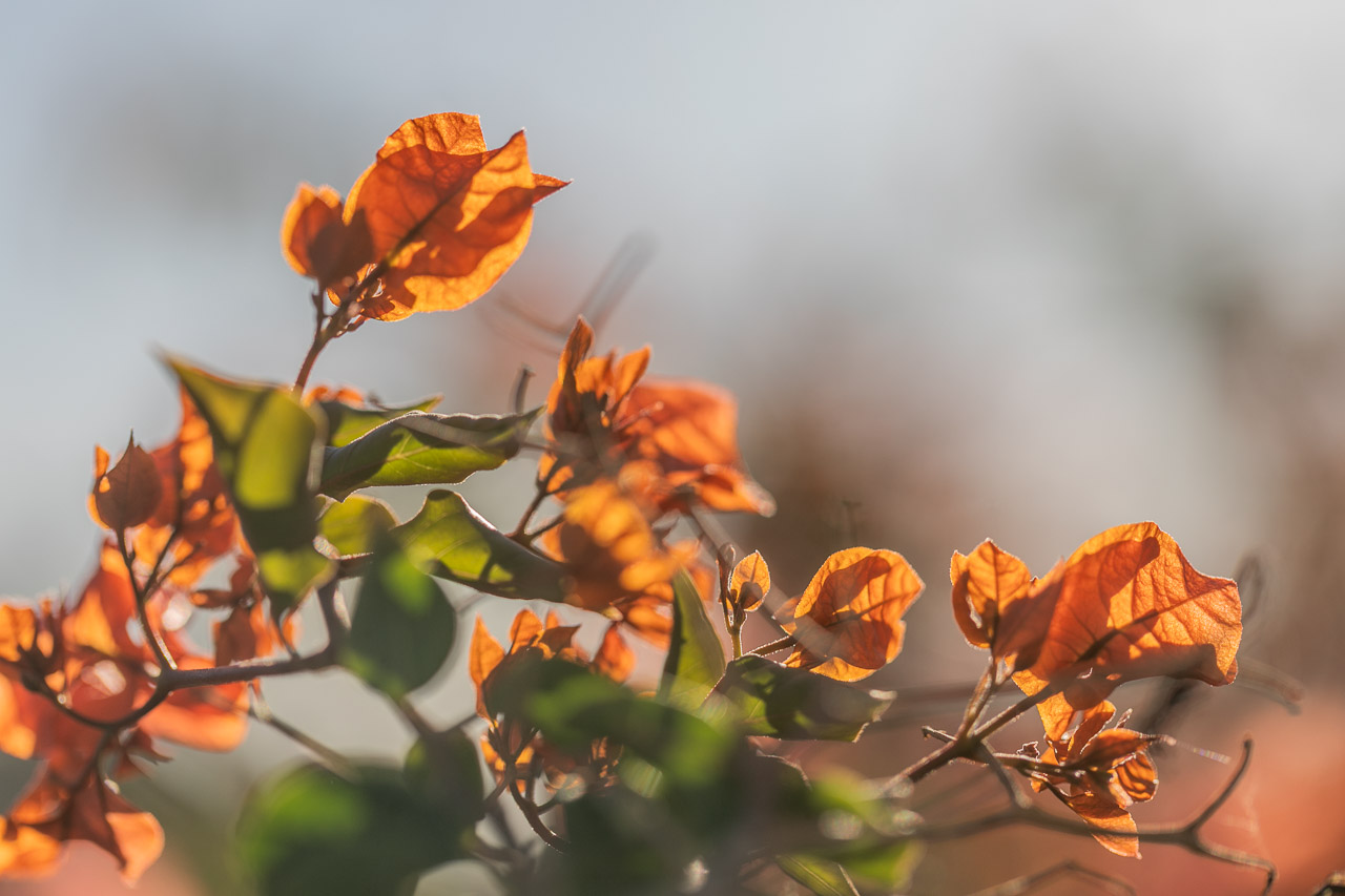 The orange bougainvillea backlit in the late afternoon light