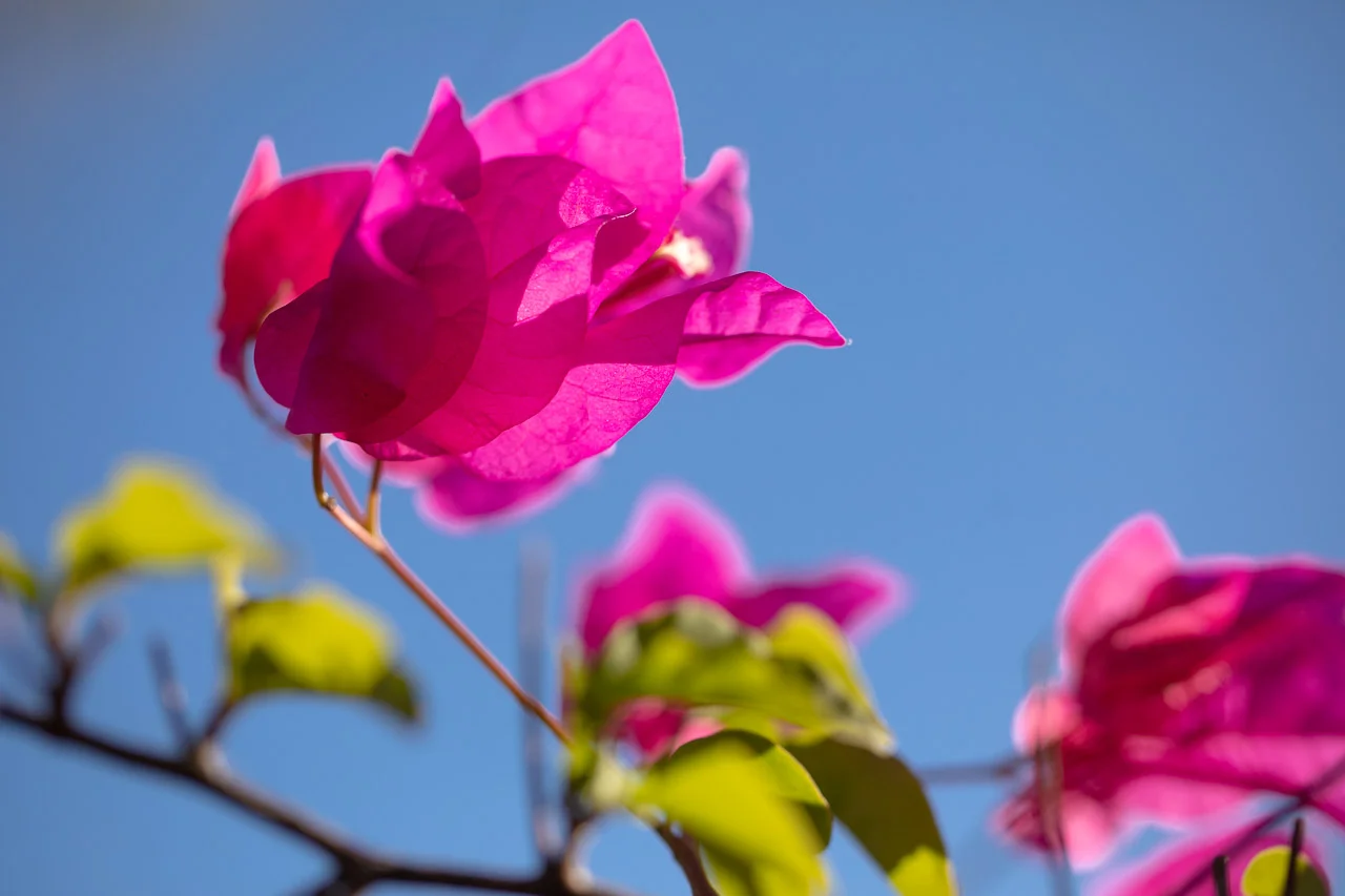 Dazzling hot pink bougainvillea close-up