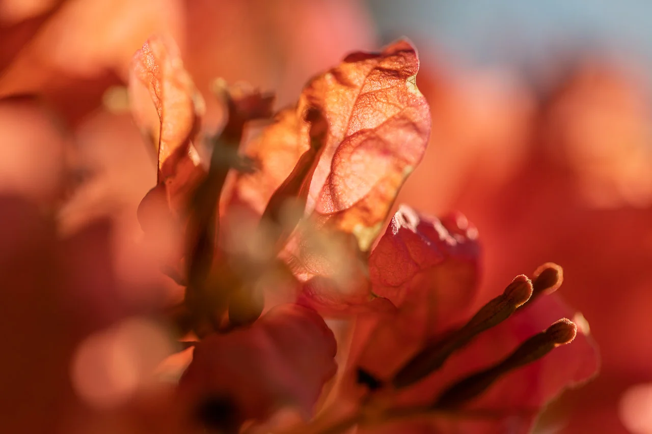 Macro of bougainvillea foliage in Carnarvon