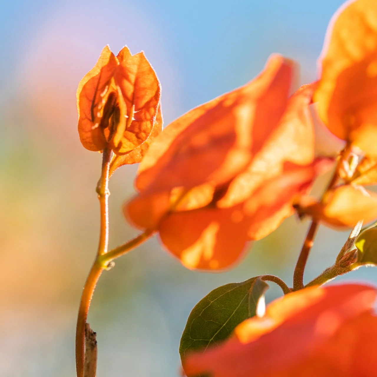 Macro photograph of bougainvillea foliage