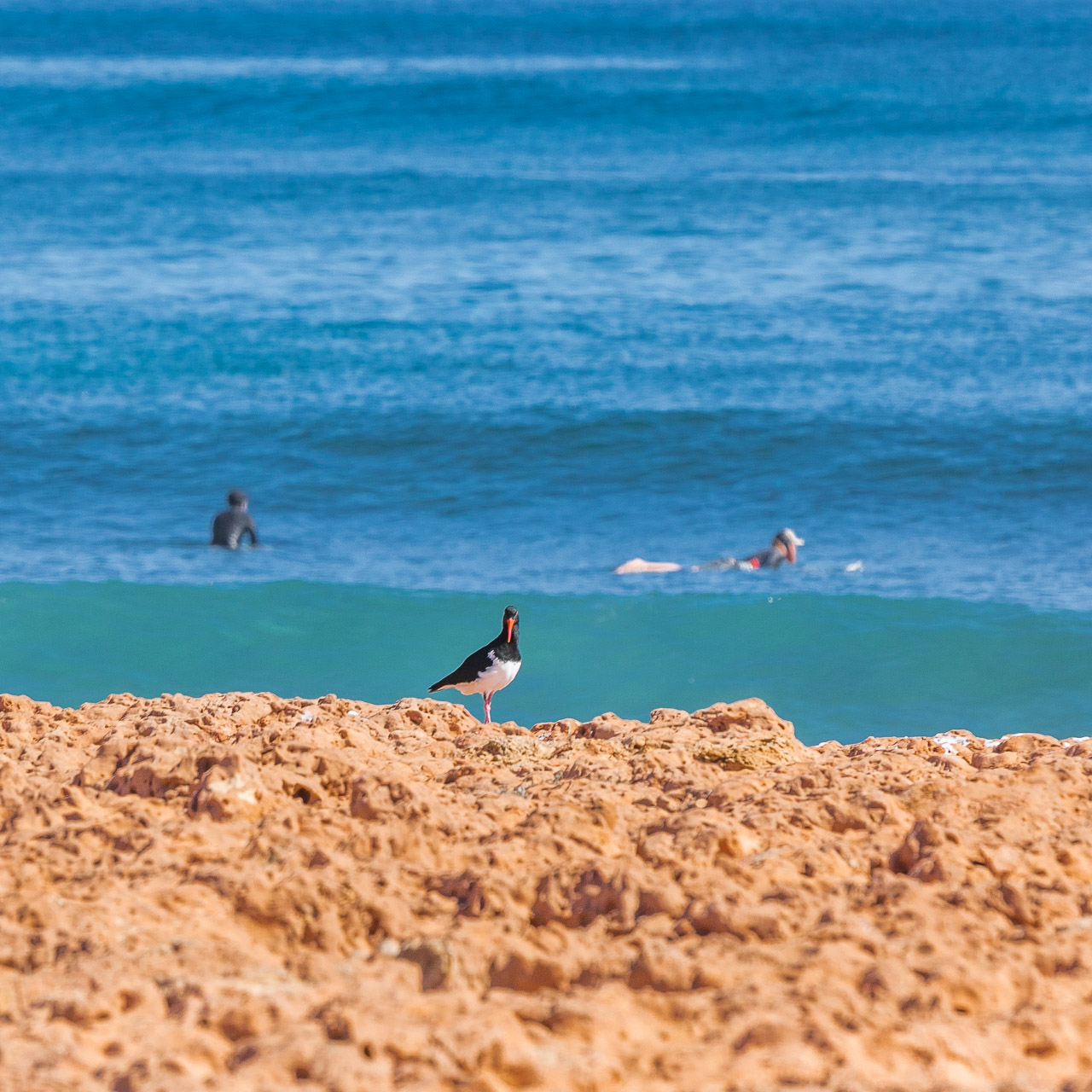 fOyster catcher and surfers a Fencelines, Gnaraloo
