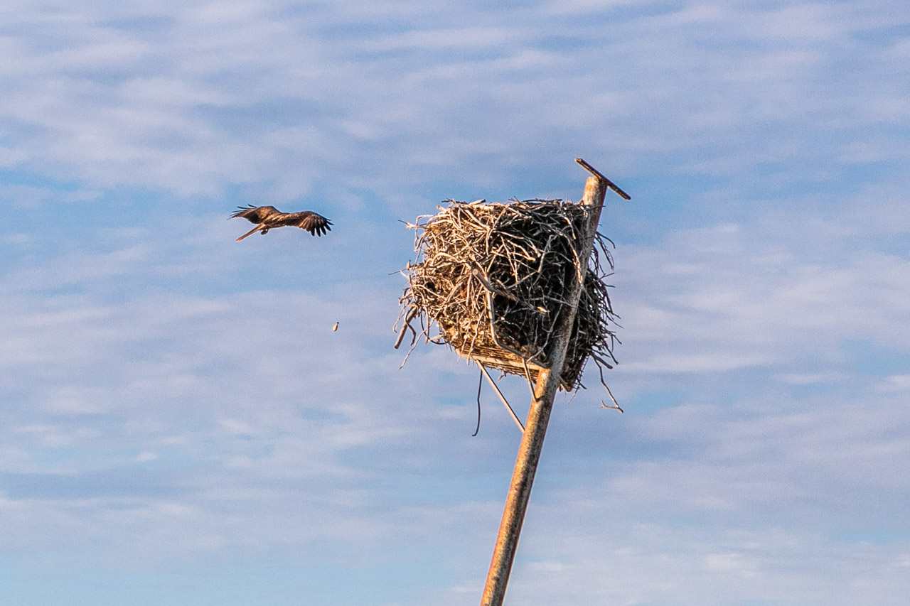 Osprey landing on its nest on top of a pole