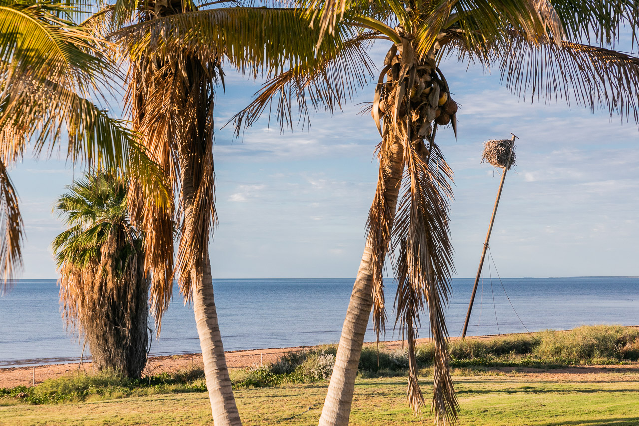 The osprey nest which survived the cyclone