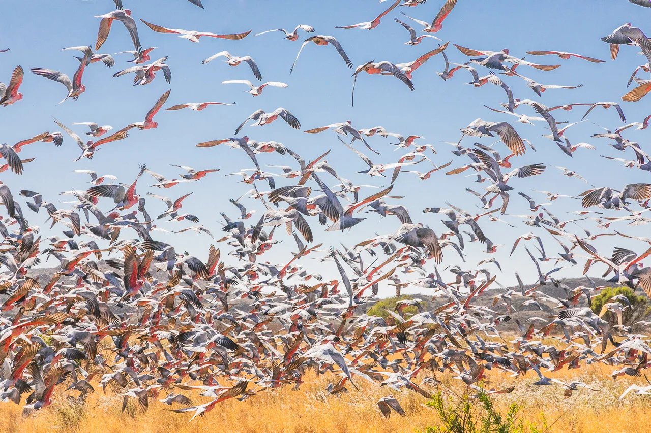 A large flock of galahs take flight on the Burrup Peninsula in Western Australia