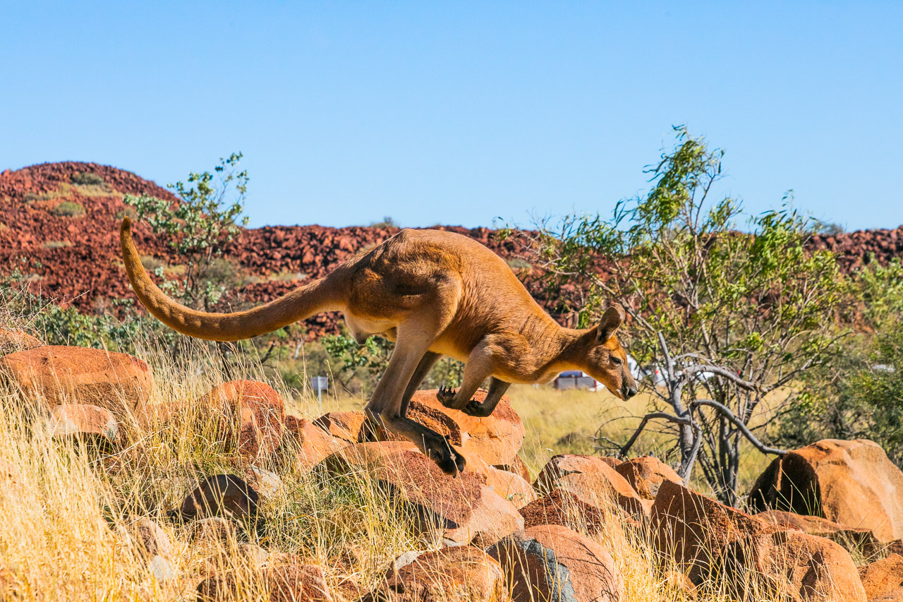 Kangaroo at Deep Gorge near Dampier in Western Australia