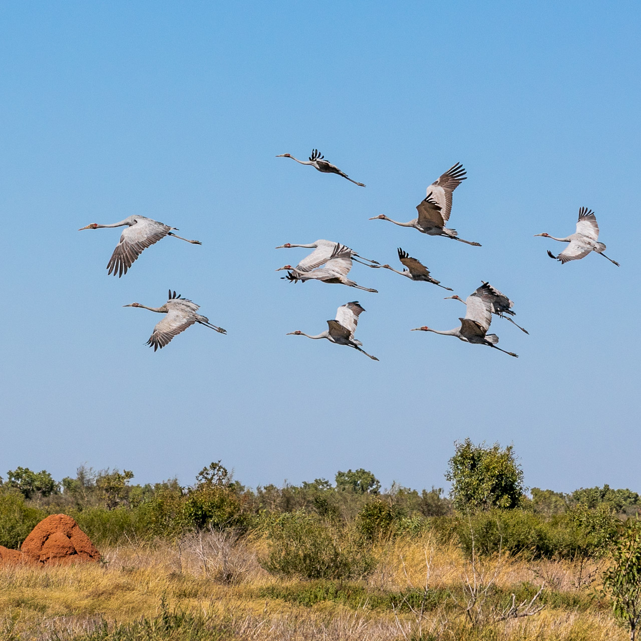 Brolgas in flight over the termite mounds in the Pilbara