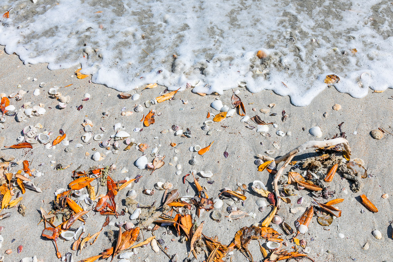 Leaves and shells on the shoreline