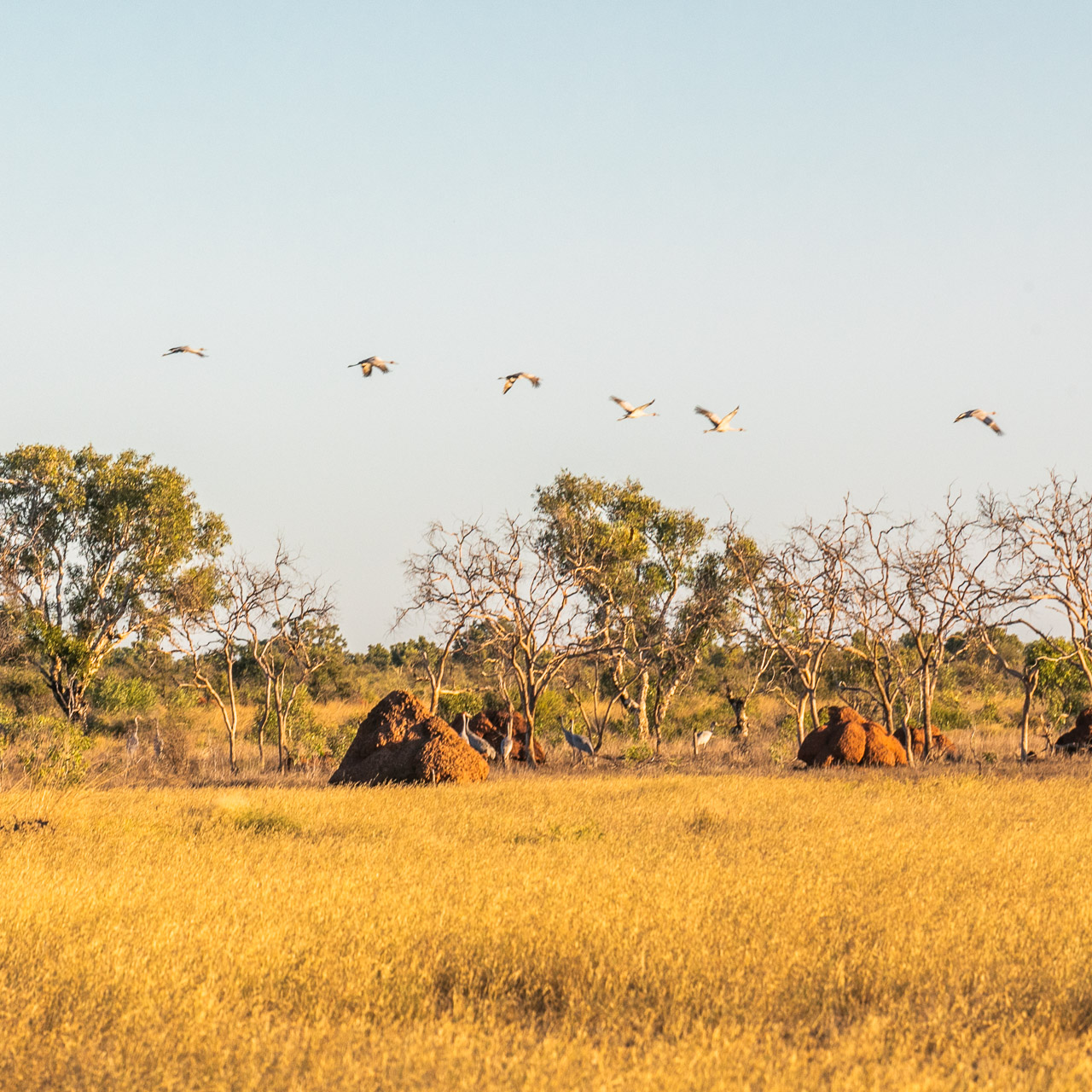 Brolgas and termite hills on the Pilbara coast
