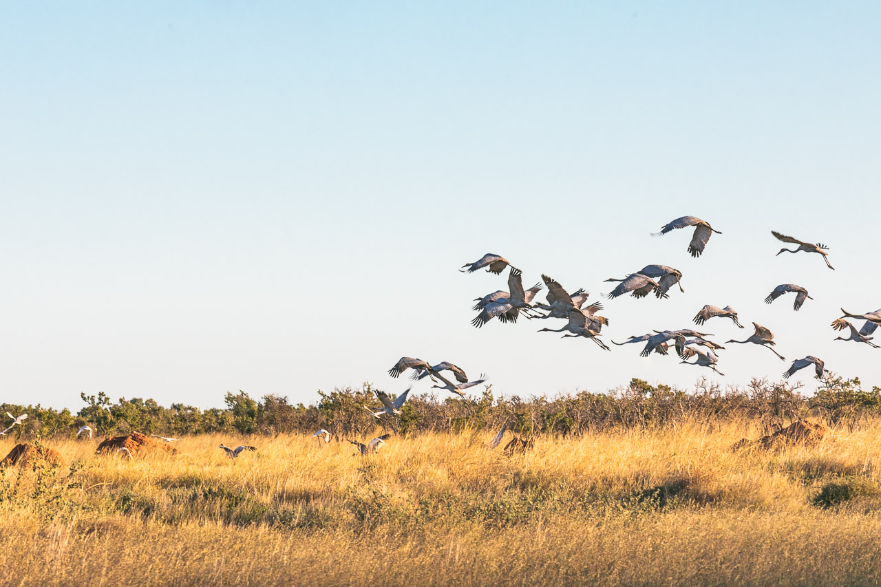 A flock of brolgas taking flight