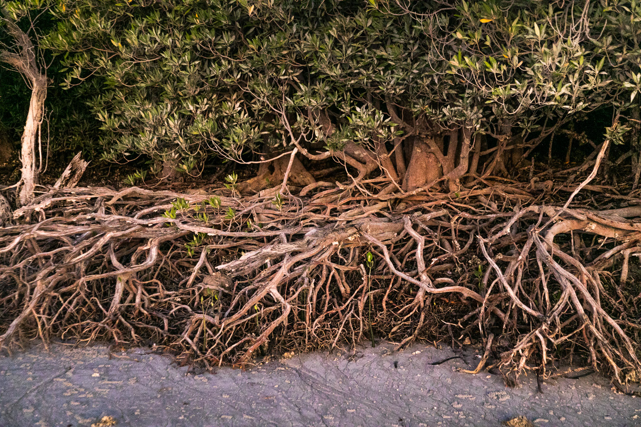 Tangled mangrove roots revealed at low tide at Port Smith
