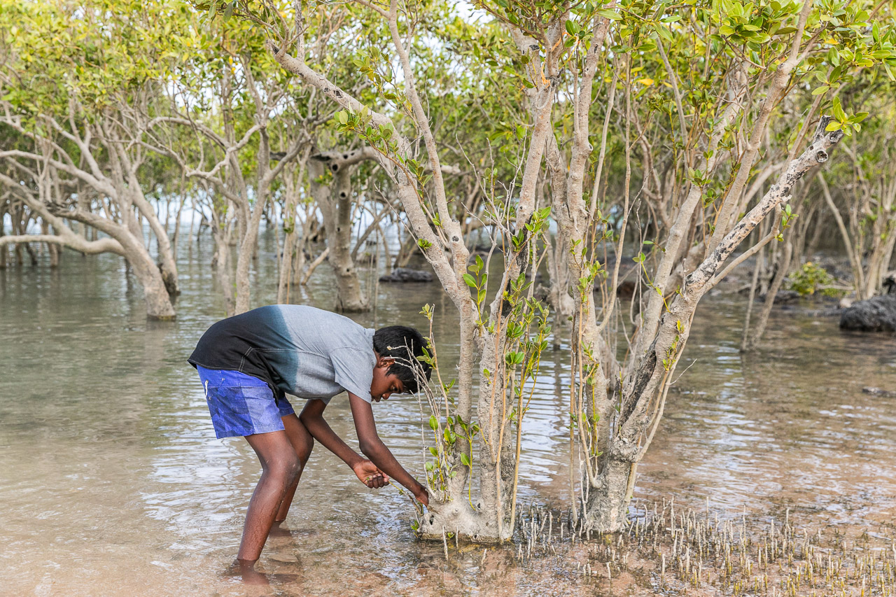 Looking for hermit crabs in the roots of a mangrove tree in Roebuck Bay, Broome, WA