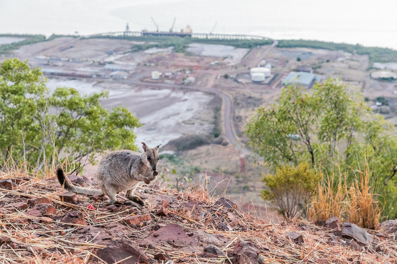 Rock wallabies at the Five Rivers Lookout (The Bastion) in Wyndham with the port in the background