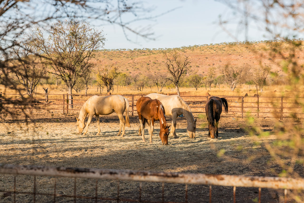 Horses eating hay in the late afternoon light at Diggers Rest Station