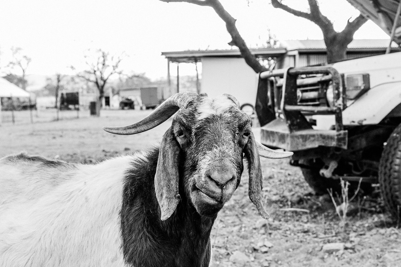 Curious goat and and old farm vehicle