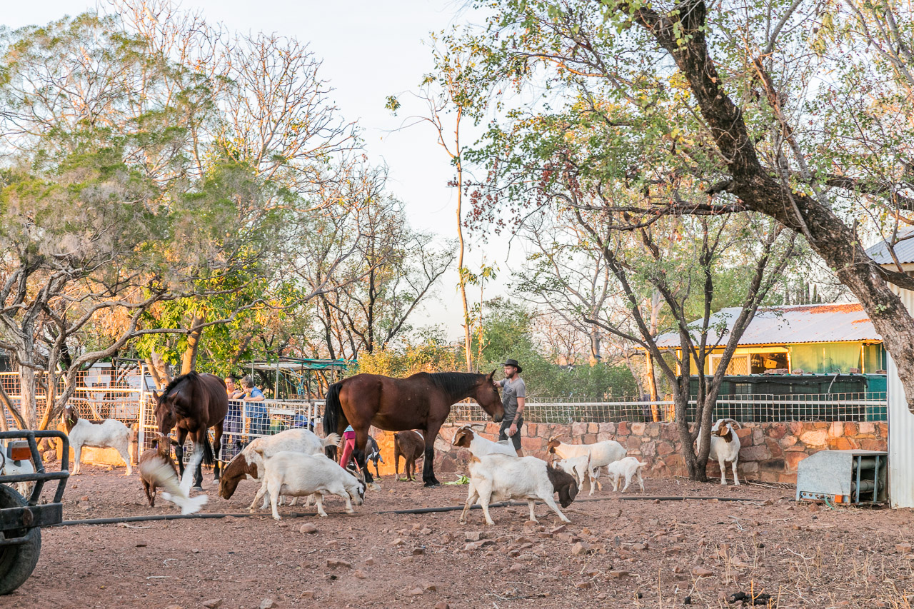 Goats and horses around the homestead at Diggers Rest Station near Wyndham in the Kimberley