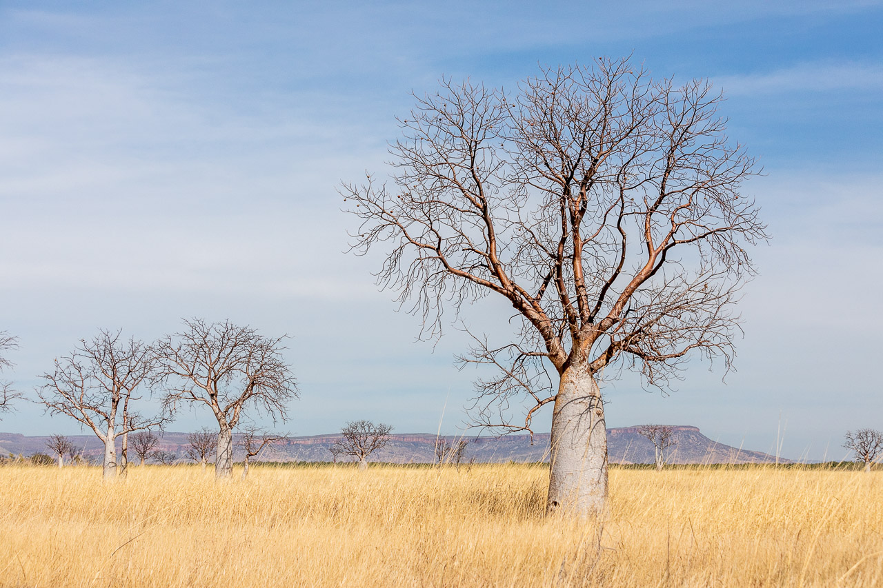 Boab trees and the Cockburn Ranges near Wyndham, Western Australia