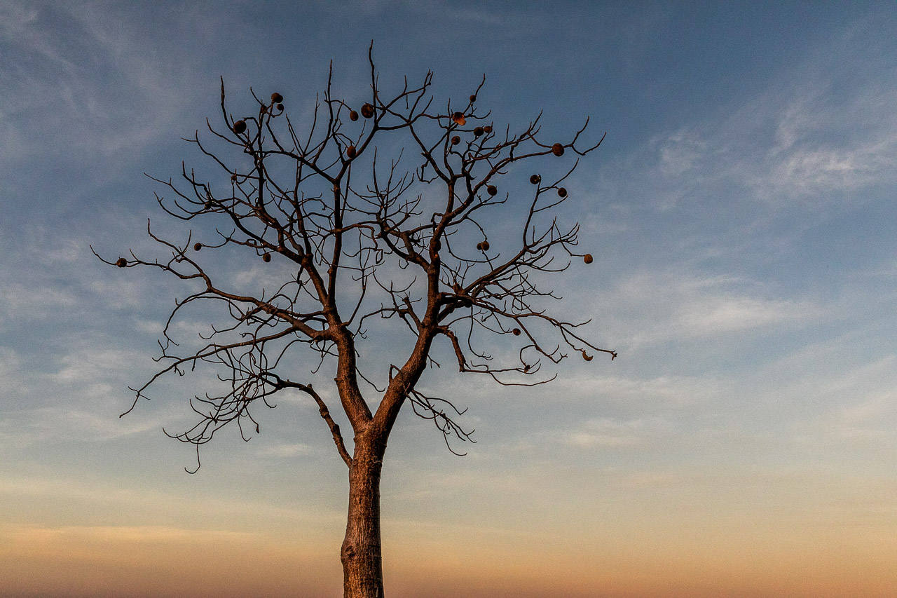 Boab tree at sunset near Wyndham in the Kimberley