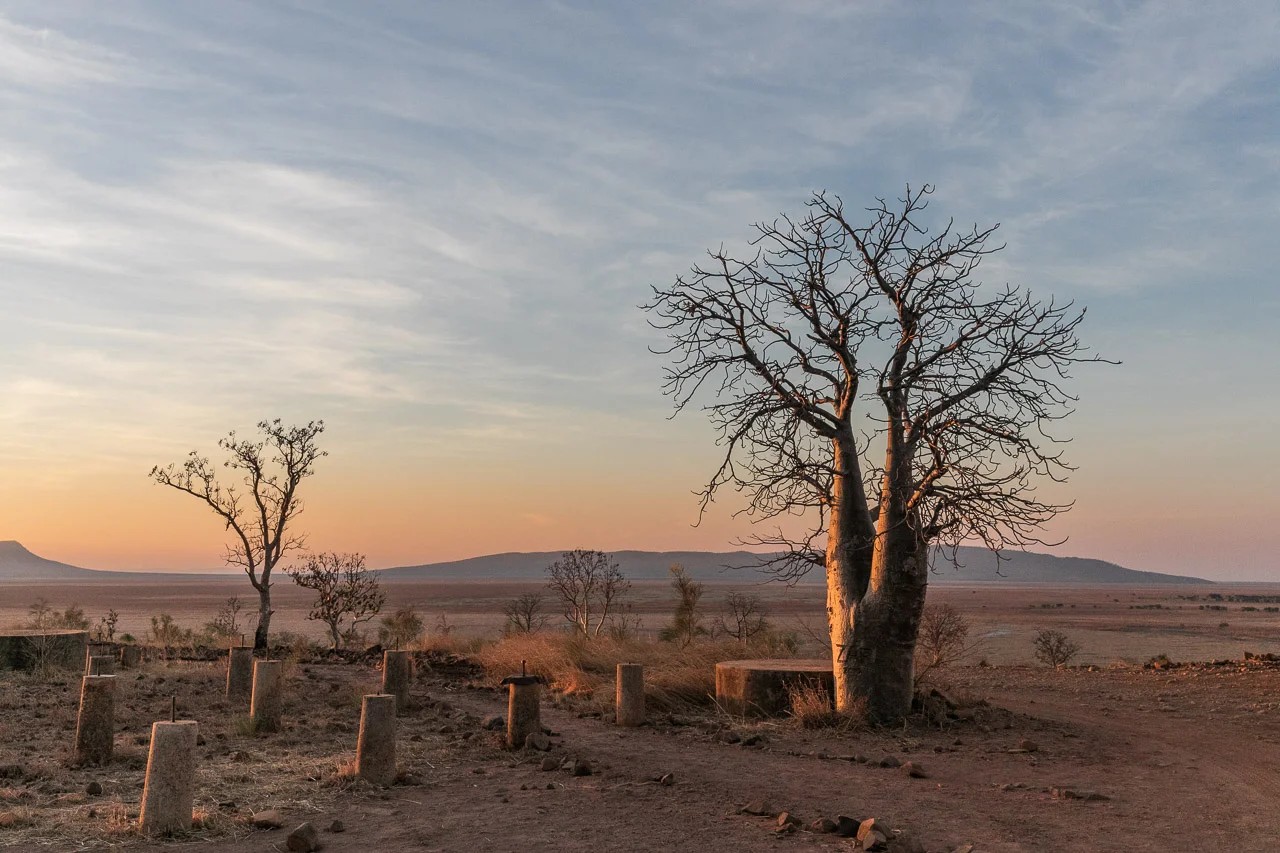 Boab tree glowing in the late afternoon light on Telegraph Hill near Wyndham, Western Australia