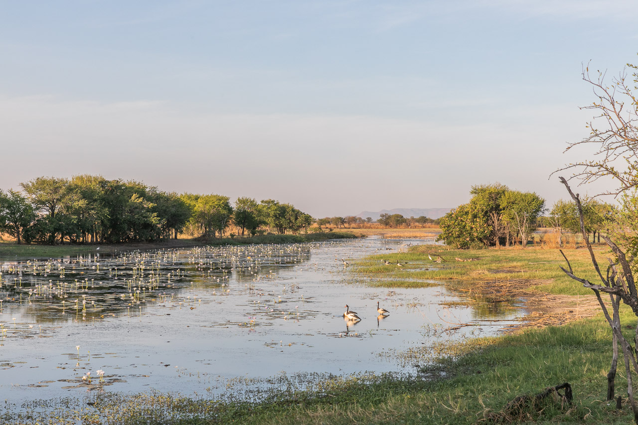 Plentiful bird life in the water at Marlgu Billabong in the Kimberley