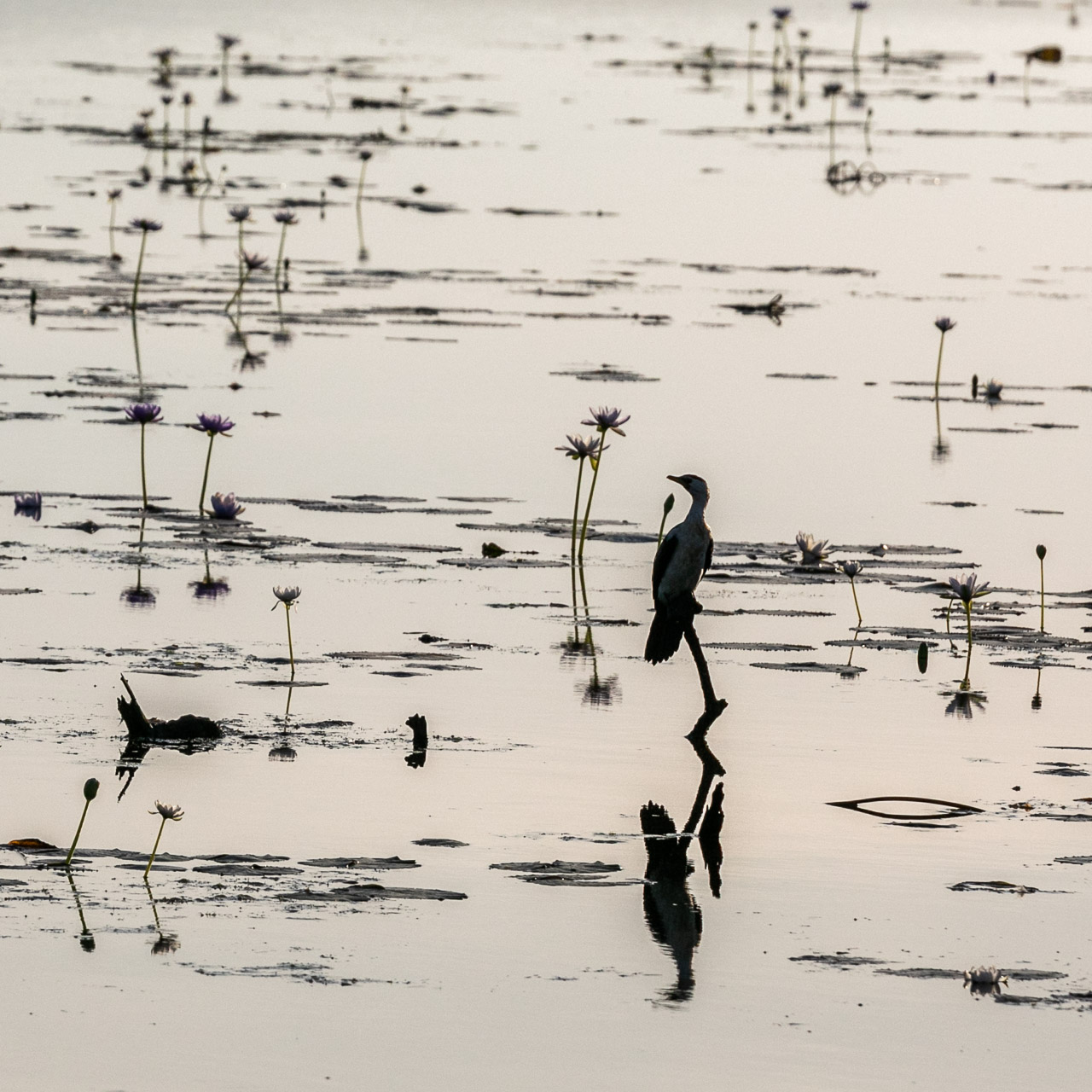 Waterbird and water lilies reflected in Marlgu Billabong, Wyndham