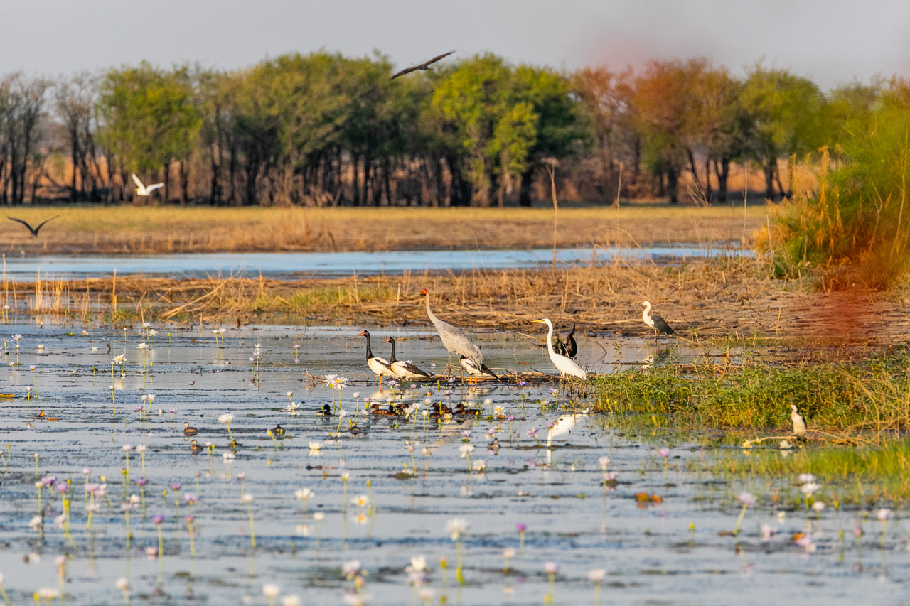 A wide variety of waterbirds resting at the Marlgu Billabong in Wyndham in WA's Kimberley region