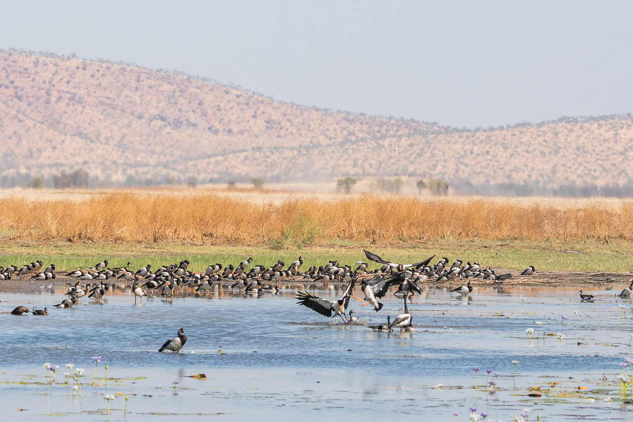 Magpie geese, brolgas and pelicans are just some of the birds found at Marlgu Billabong near Wyndham in Western Australia