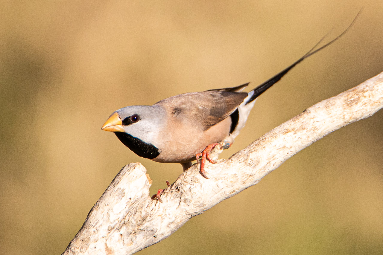 Long-tailed finch seen in Wyndham, Western Australia