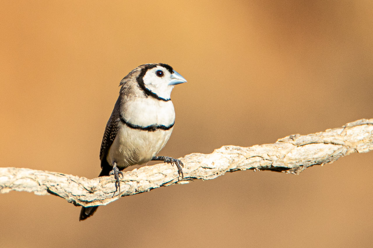 The double-barred finch photographed in Wyndham, WA