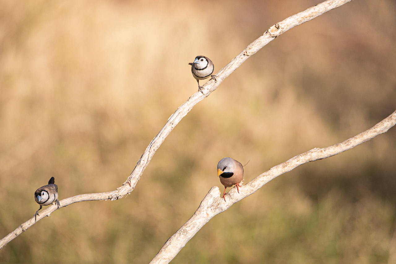 Fauna-birds-Wyndham-WA-13.jpg