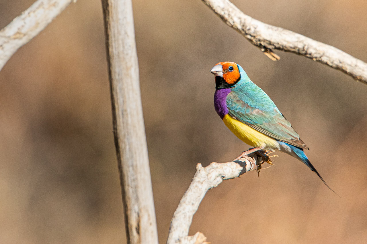 Gouldian finch in far north east Western Australia