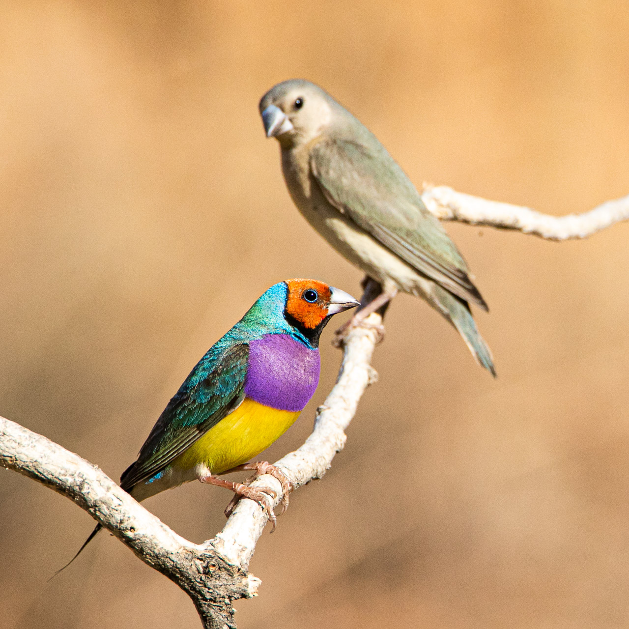 Adult and juvenile gouldian finches in Wyndham WA