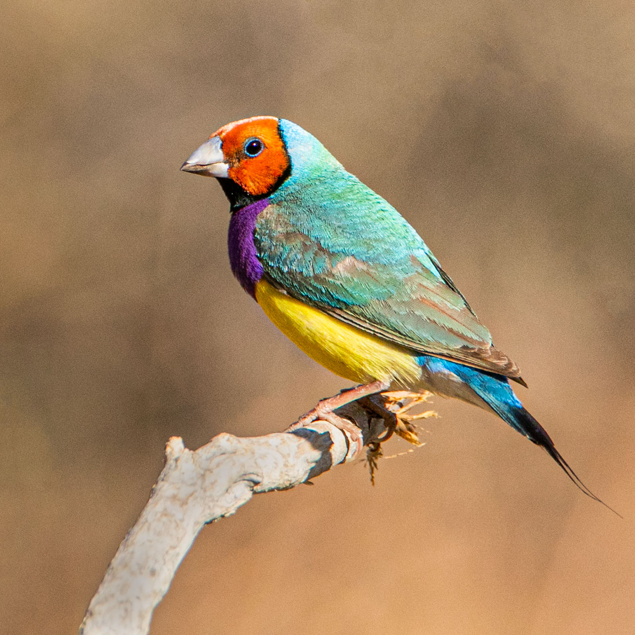 The beautiful gouldian finch found in the Kimberley region of Western Australia