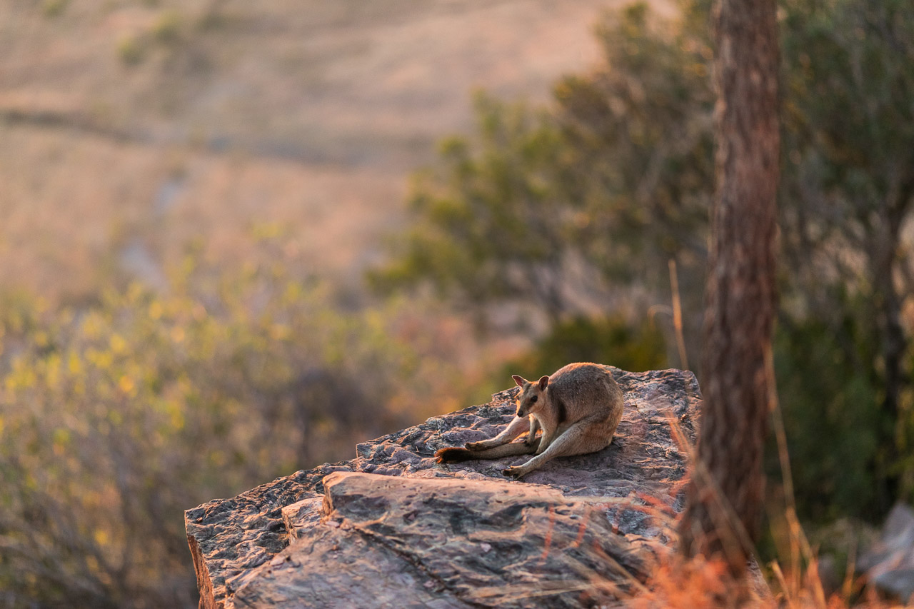 High above Wyndham, the rock wallaby sits on the cliff edge