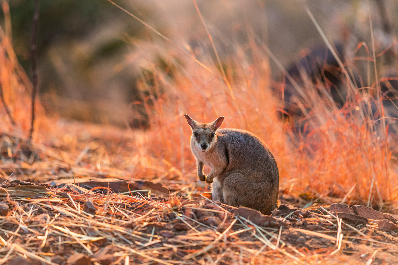 Rock wallaby in the evening light in Wyndham at the Bastion lookout