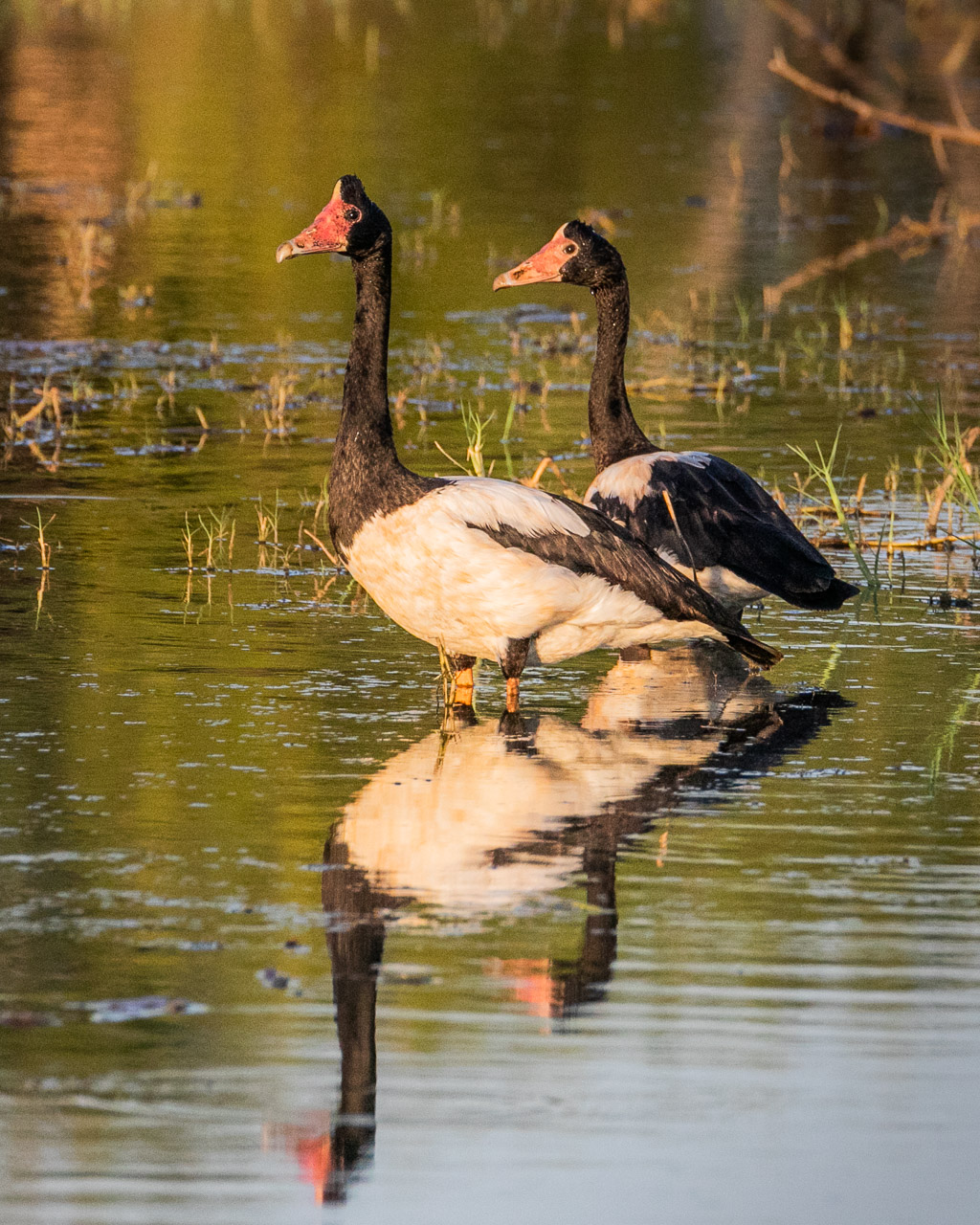 Magpie geese at the Marlgu Billabong near Wyndham in Western Australia