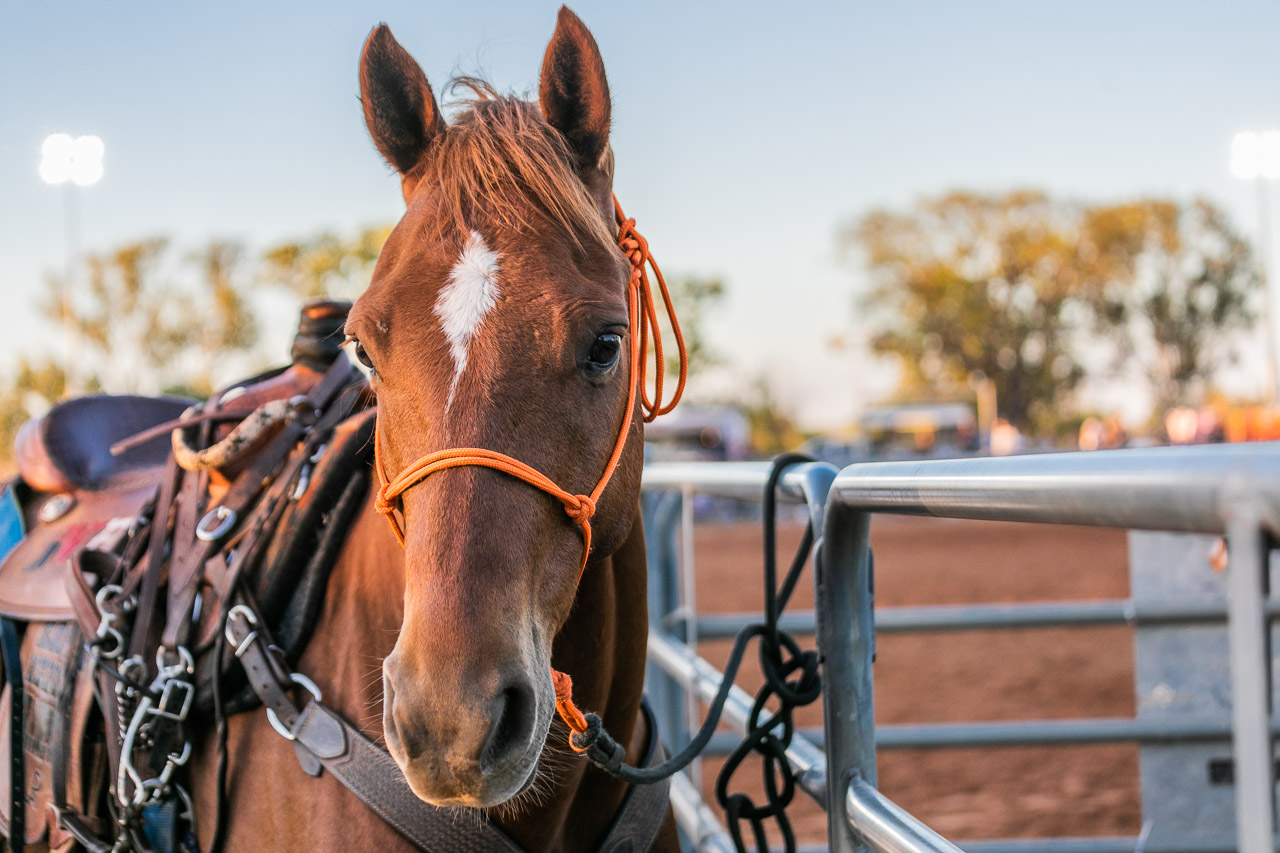 Horse at the Broome Rodeo