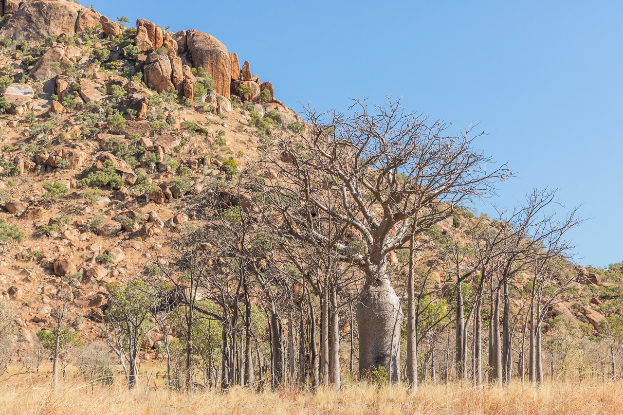 Boab trees in the East Kimberley region of Western Australia